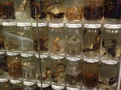 -墨尔本博物馆(Melbourne Museum)