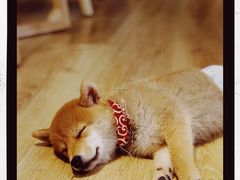 -柴犬小屋·柴餐厅·狗咖食堂(金鼎广场店)