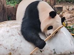 -广州长隆野生动物世界