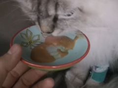 -创凡宠物医院·骨专科  猫科中心(西乡分院)