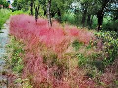 -洱海月湿地公园