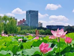 -莲花池公园