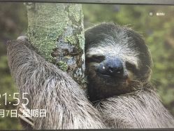 -谜秀韩式半永久纹眉纹绣洗眉