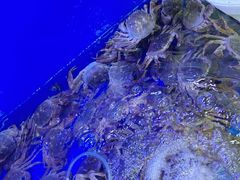 -祥鹤龙虾螃蟹