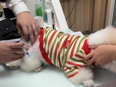 -宠福鑫康馨动物医院·骨科·眼科