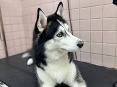 -FAELING PETS美天灵宠物(富力广场店)