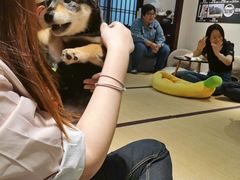 -逗柴咖啡屋·狗咖猫咖宠物桌游