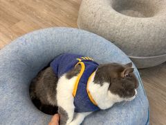 -柴迷FANS CLUB·柴犬狗咖·猫咖