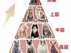 -唐小姐の私宠·宠物洗护美容·撸猫馆·购宠(周浦万达旗舰店)