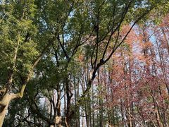 -绿野餐厅(上海动物园店)