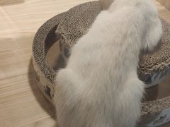 -屋虎猫馆(宝安大仟里店)