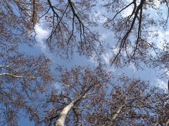 -上海共青森林公园