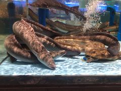 -阿伟海鲜楼·福建菜(延寿店)