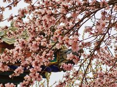 -桃花堤公园