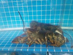 -兆辉木炭海鲜烧烤·海鲜小炒