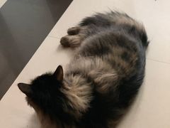 -pd派德宠物中心医院24H急重症·眼科中心·血液透析中心(嵩山北路店)