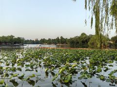-济南大明湖景区
