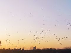 -大兴滨河森林公园