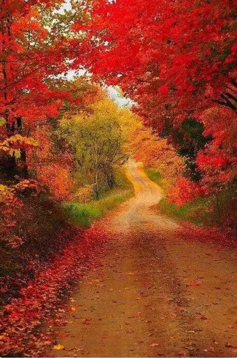 n
小路两旁,枫叶如火,红得热烈而深邃.阳光透过稀疏的树梢