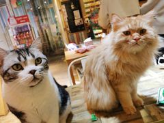 -小时光咖啡馆(开森度假森林店)