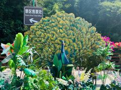 -西双版纳原始森林公园