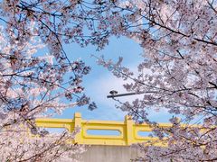 -高东镇樱花园