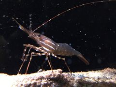 -西雅图水族馆