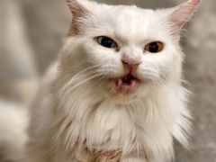 -楼上猫咖(罗湖店)