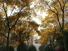 -陆家嘴中心绿地