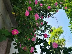 -武清南湖绿博园