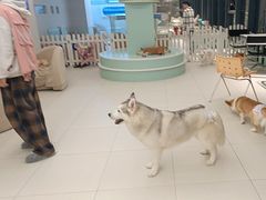 -怪兽屋·羊驼·猫咖·狗咖(俊华广场店)