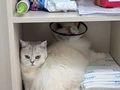 -御宝贝24h宠物医院·转诊中心·CT核磁血透中心(厦门总院)