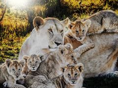 -罗红摄影艺术馆