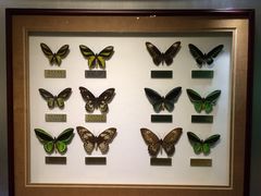 -上海昆虫博物馆