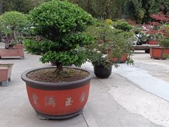 -龙华素斋(龙华路店)