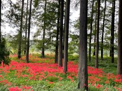 -黄海国家森林公园