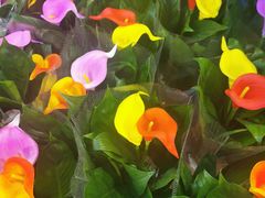-双季花艺园艺市场(浦东店)