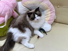 -1013 PET SHOP精品宠物商店(丁香店)