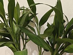 -乾威·泰式按摩•龙筋spa(金地店)