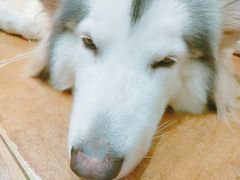 -李小姐の猫咖啡馆(五角场店)