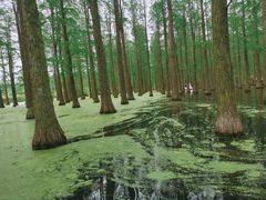 -渌洋湖湿地公园