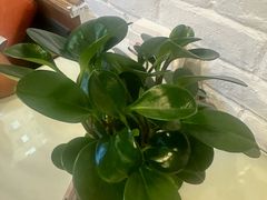 -粥六•新晋菜(柳巷店)