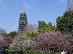 -红梅公园