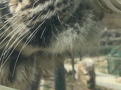 -栾川竹海野生动物园