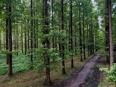 -黄海国家森林公园