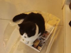 -平行世界·猫咖(首经贸店)