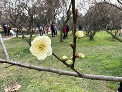 -无锡梅园公园