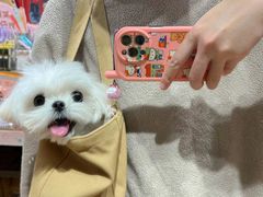 -萌宠之家·腊肠犬·马尔泰·小体犬舍