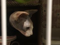 -猫色咖啡·猫咖