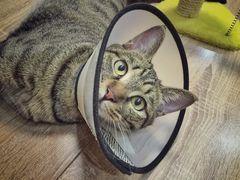 迷豆-达爱动物医院·犬猫分区·CT·复杂眼科(远洋山水分院)